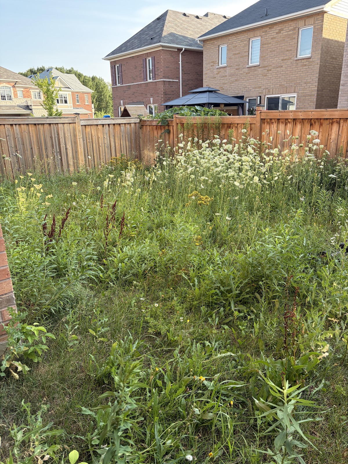 Overgrown Pickering backyard before cleanup by Snow and Lawn Brothers